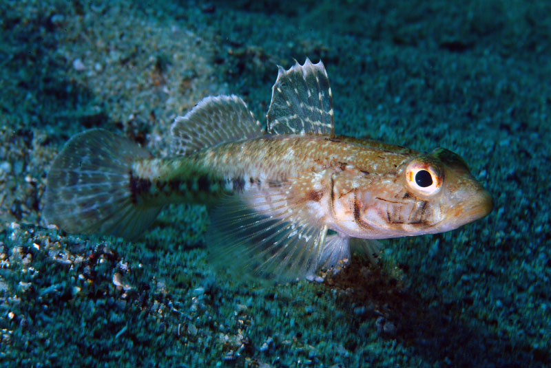 Gobius geniporus (Ghiozzo geniporo)